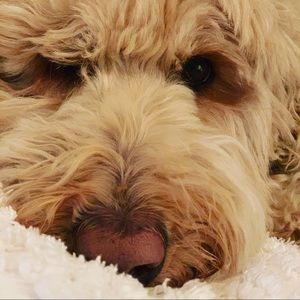 Meet your Posher, Janice